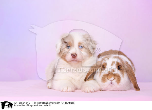 Australian Shepherd and rabbit / JH-24312