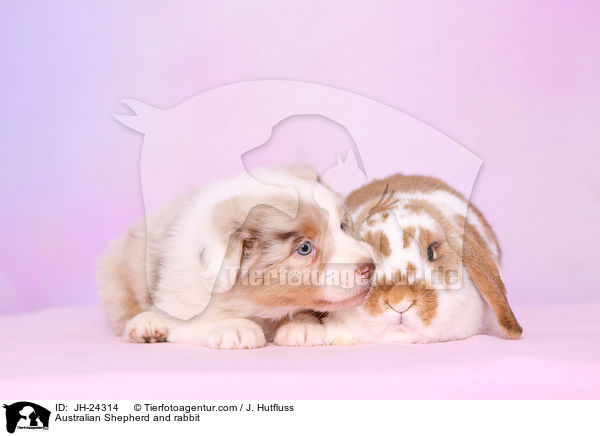 Australian Shepherd and rabbit / JH-24314