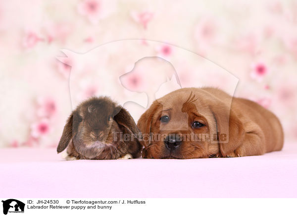Labrador Retriever Welpe und Kaninchen / Labrador Retriever puppy and bunny / JH-24530