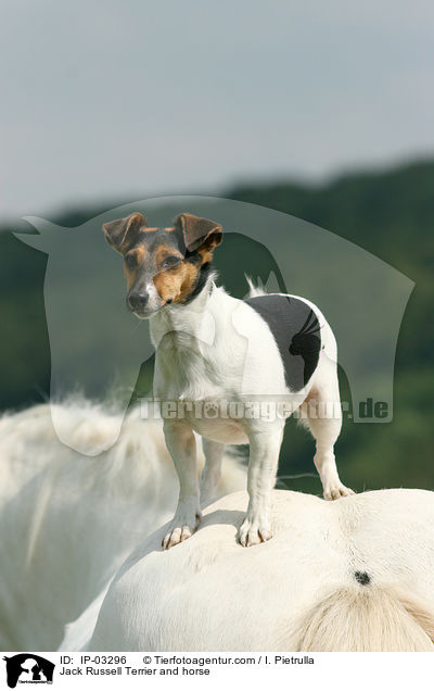 Jack Russell Terrier and horse / IP-03296