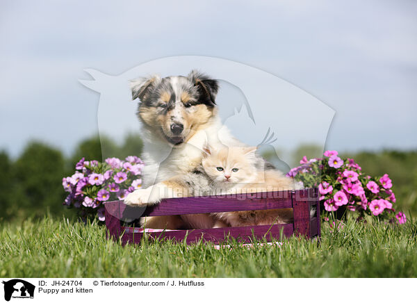 Puppy and kitten / JH-24704