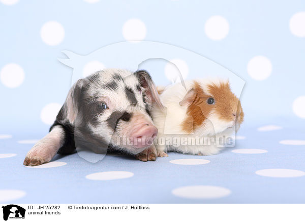 animal friends / JH-25282