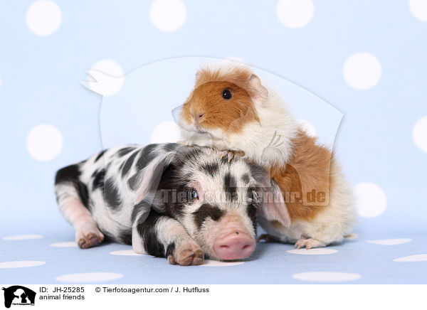 animal friends / JH-25285