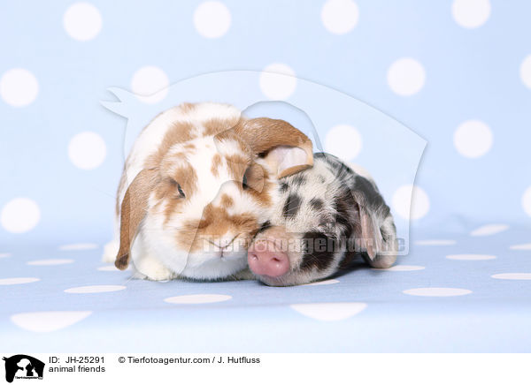 animal friends / JH-25291