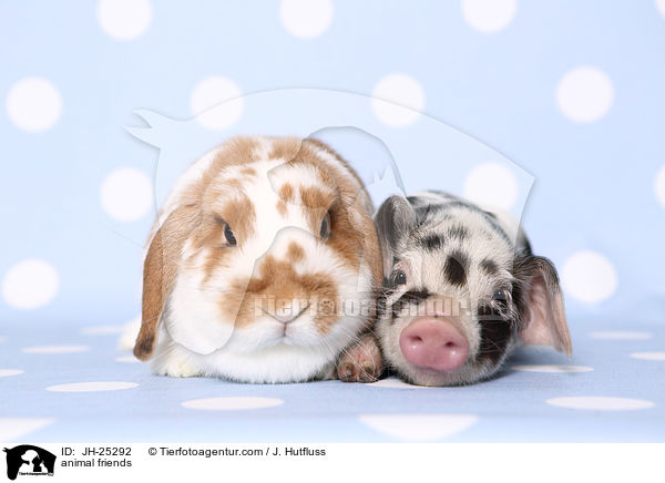Tierfreundschaft / animal friends / JH-25292