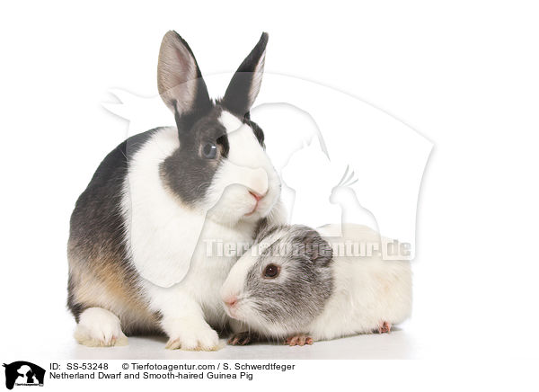 Farbenzwerg und  Glatthaarmeerschweinchen / Netherland Dwarf and Smooth-haired Guinea Pig / SS-53248