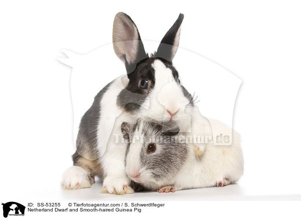 Netherland Dwarf and Smooth-haired Guinea Pig / SS-53255