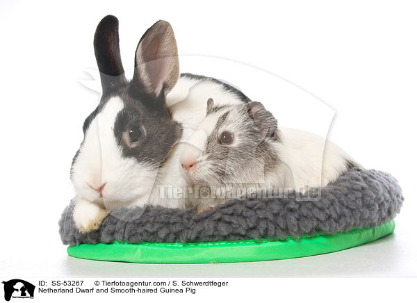 Netherland Dwarf and Smooth-haired Guinea Pig / SS-53267