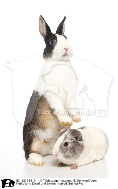 Farbenzwerg und  Glatthaarmeerschweinchen / Netherland Dwarf and Smooth-haired Guinea Pig / SS-53410