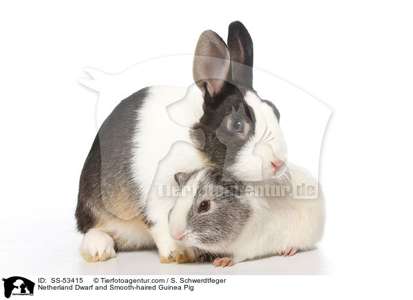 Farbenzwerg und  Glatthaarmeerschweinchen / Netherland Dwarf and Smooth-haired Guinea Pig / SS-53415