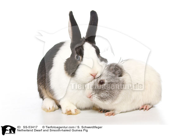 Farbenzwerg und  Glatthaarmeerschweinchen / Netherland Dwarf and Smooth-haired Guinea Pig / SS-53417