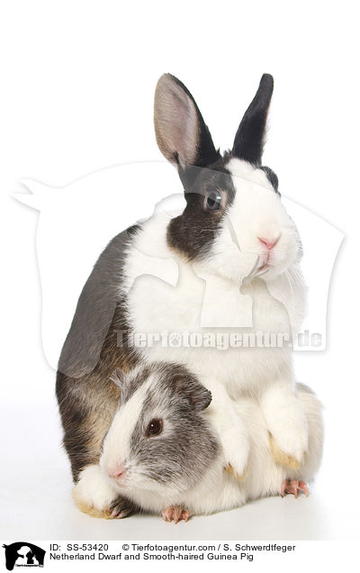 Farbenzwerg und  Glatthaarmeerschweinchen / Netherland Dwarf and Smooth-haired Guinea Pig / SS-53420