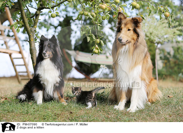 2 dogs and a kitten / PM-07090