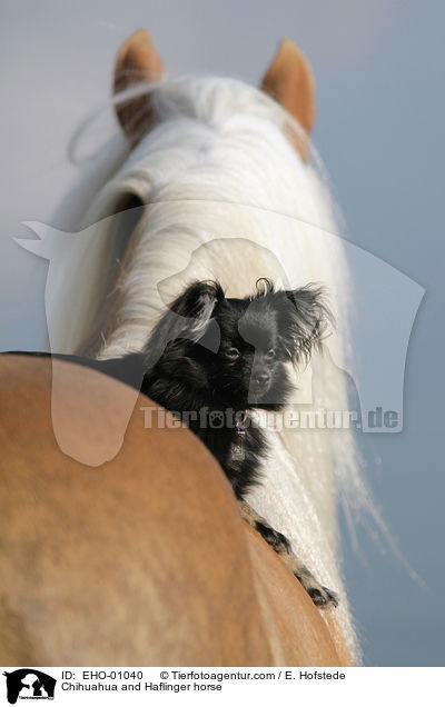 Chihuahua and Haflinger horse / EHO-01040