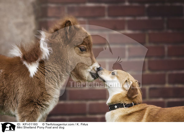Mini Shetland Pony Foal and dog / KFI-01160