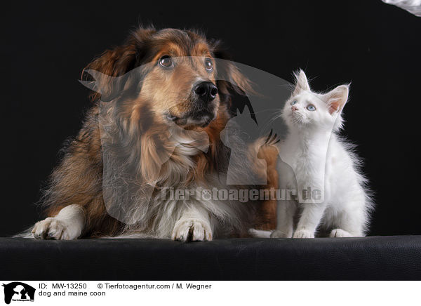 dog and maine coon / MW-13250