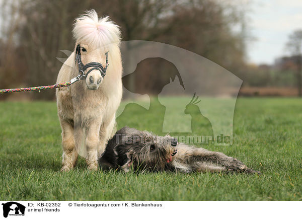 Tierfreundschaft / animal friends / KB-02352