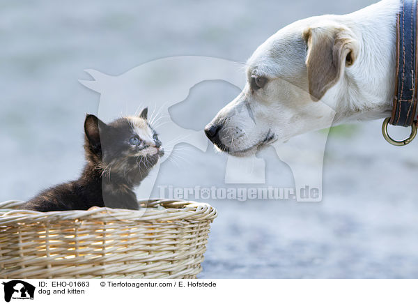Hund und Ktzchen / dog and kitten / EHO-01663