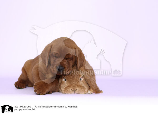 puppy and rabbit / JH-27065