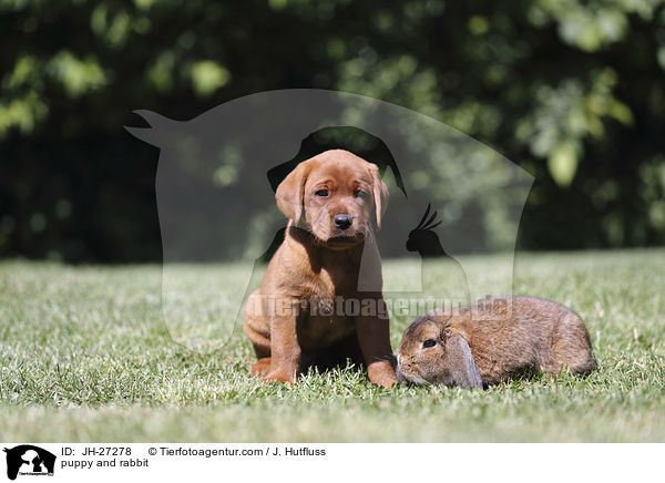 puppy and rabbit / JH-27278