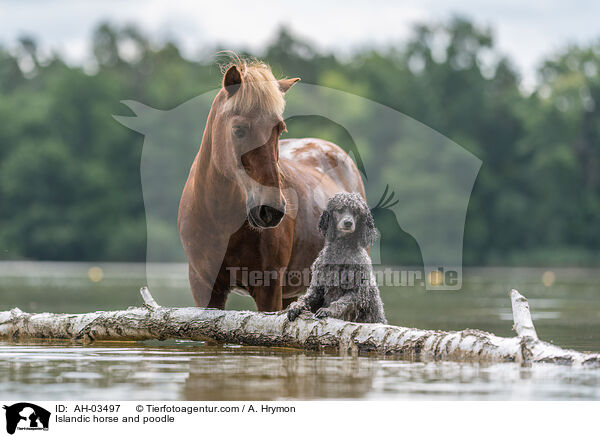 Islandic horse and poodle / AH-03497