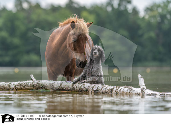 Islnder und Kleinpudel / Islandic horse and poodle / AH-03499