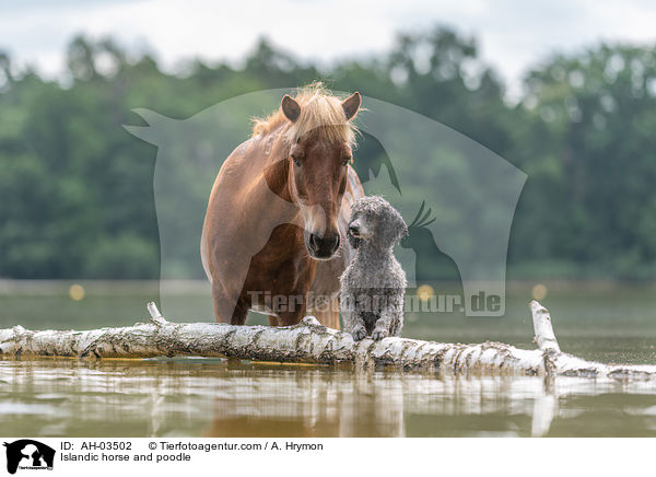 Islandic horse and poodle / AH-03502