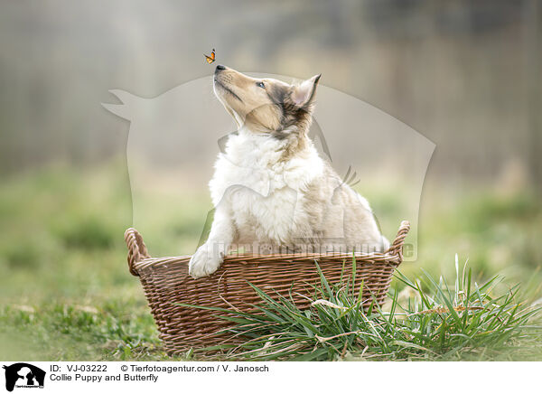 Collie Puppy and Butterfly / VJ-03222