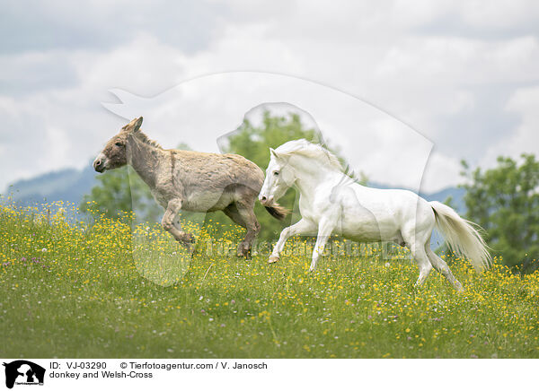 donkey and Welsh-Cross / VJ-03290