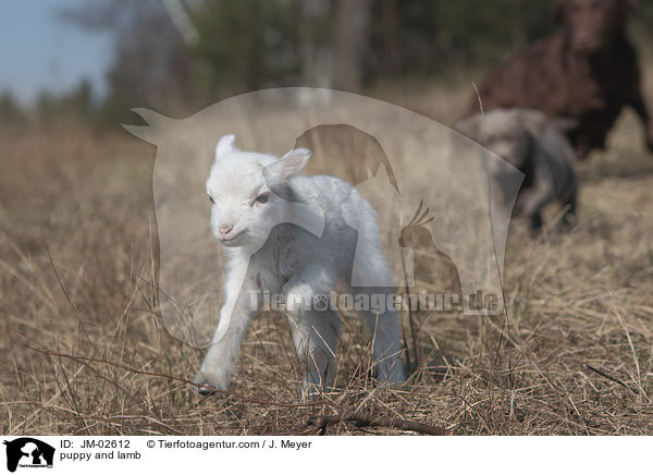 puppy and lamb / JM-02612
