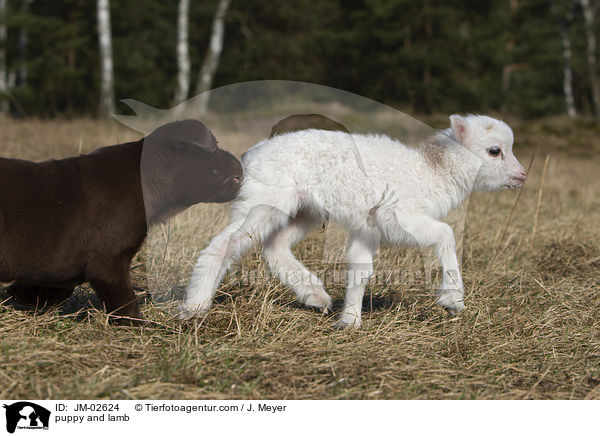puppy and lamb / JM-02624