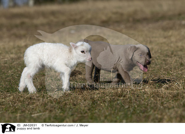 puppy and lamb / JM-02631