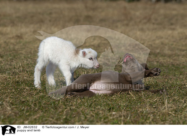 puppy and lamb / JM-02632
