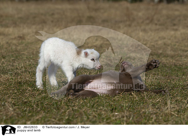 puppy and lamb / JM-02633