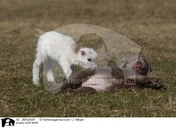 puppy and lamb / JM-02634