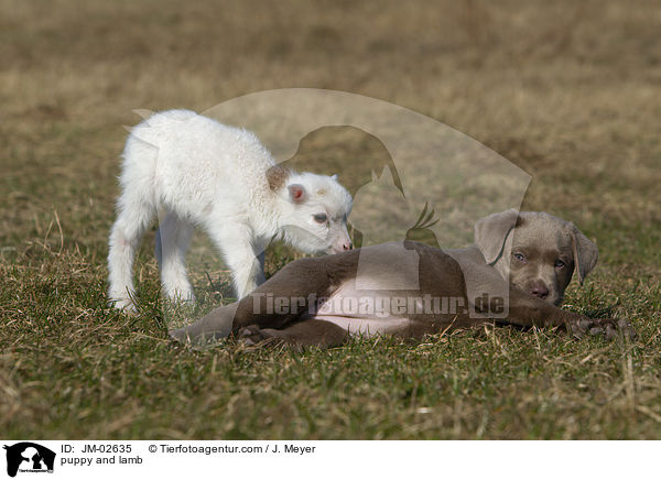 puppy and lamb / JM-02635