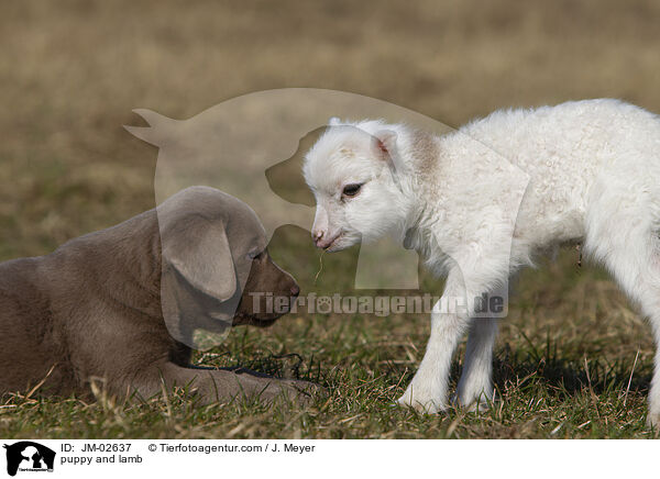 puppy and lamb / JM-02637