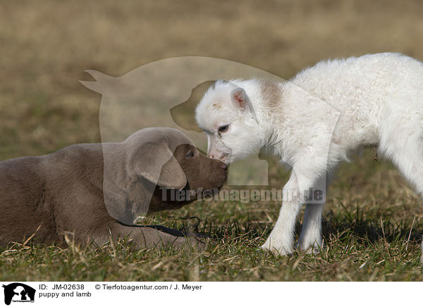 puppy and lamb / JM-02638