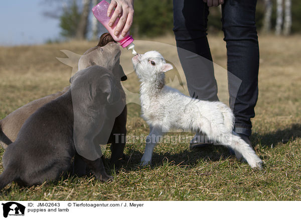 puppies and lamb / JM-02643