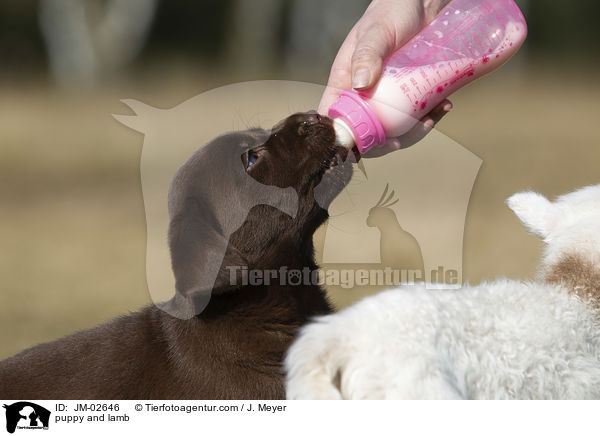 puppy and lamb / JM-02646