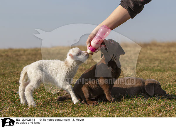 puppies and lamb / JM-02648