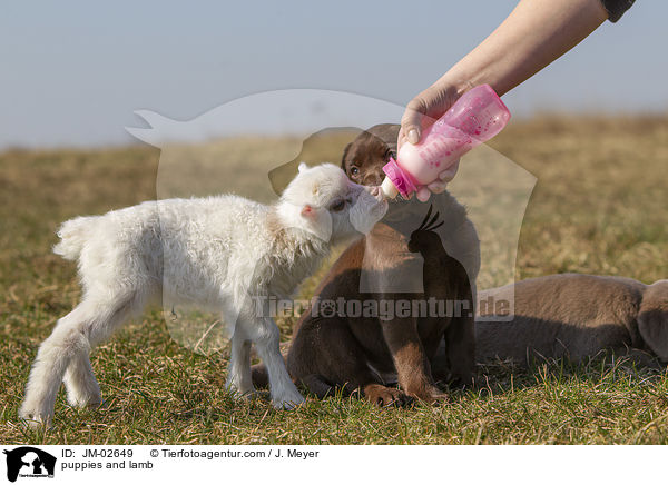 puppies and lamb / JM-02649