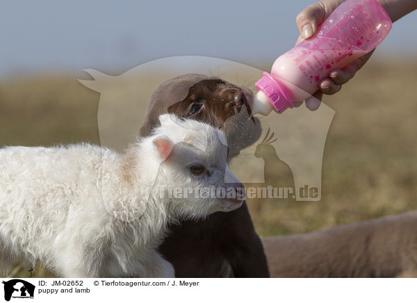 puppy and lamb / JM-02652