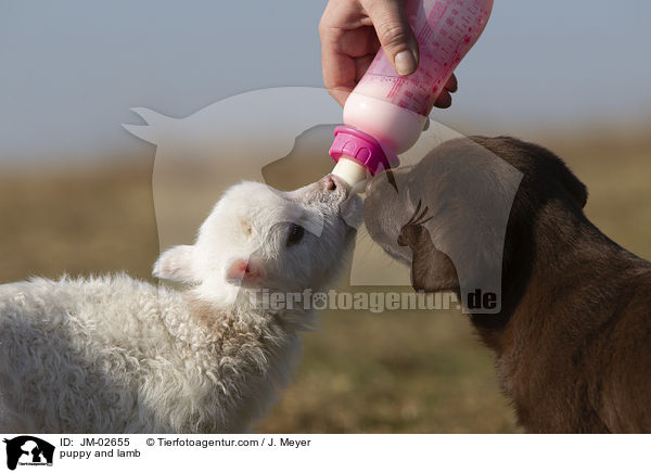puppy and lamb / JM-02655