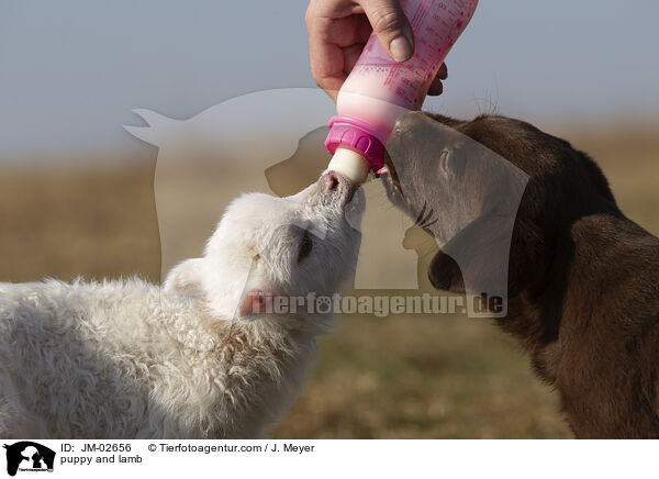 puppy and lamb / JM-02656