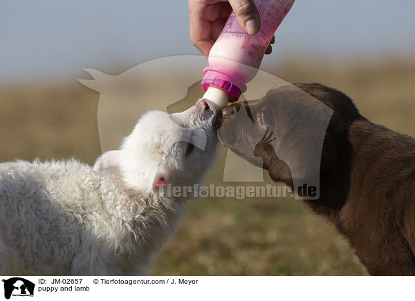 puppy and lamb / JM-02657
