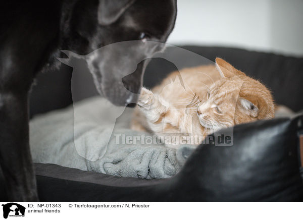 animal friends / NP-01343