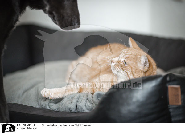 animal friends / NP-01345