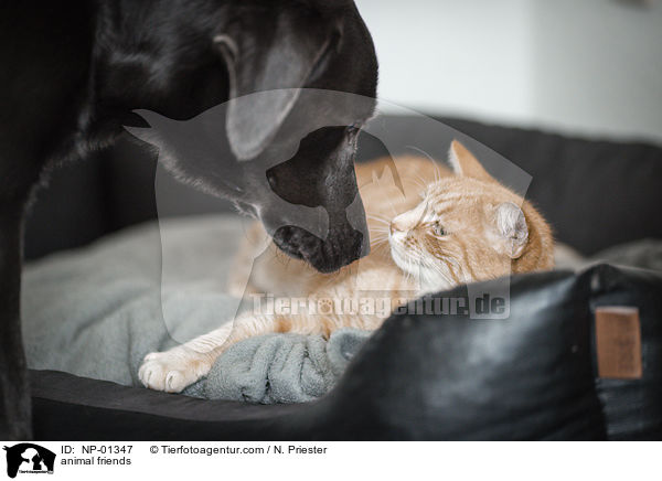 animal friends / NP-01347