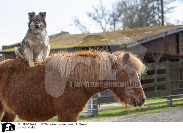 Pony und Hund / pony and dog / JM-03449